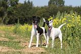 FOX TERRIER POIL LISSE 164